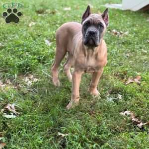Waffles, Cane Corso Puppy